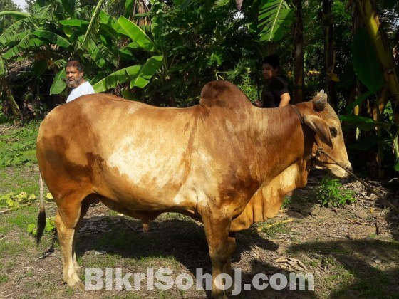 Sahiwal cross ox